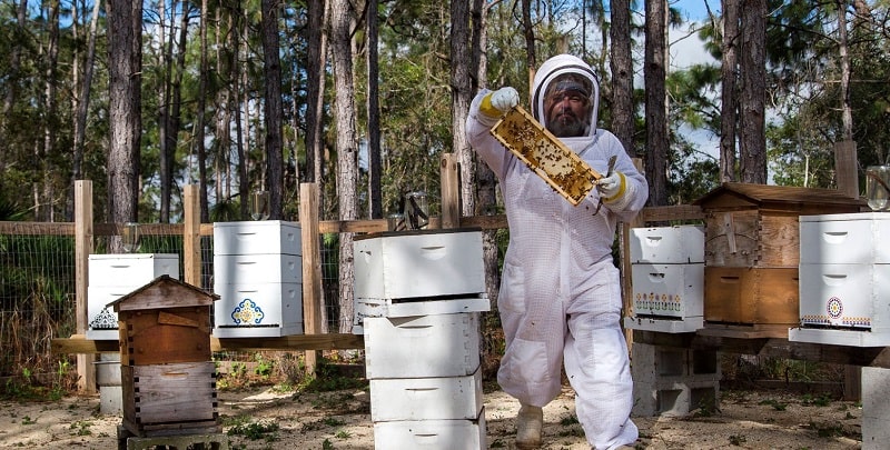 Beekeeping Protective Clothing for Beginners