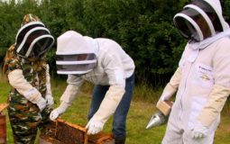 Beekeeping Protective Clothing for Beginners