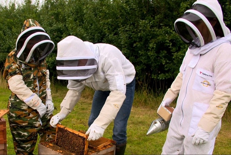 Beekeeping Protective Clothing for Beginners