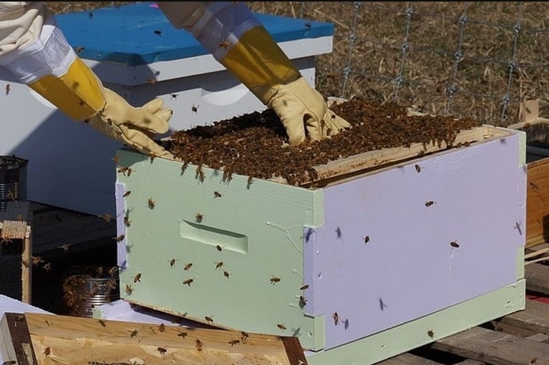 Beekeeping gloves protect your hands