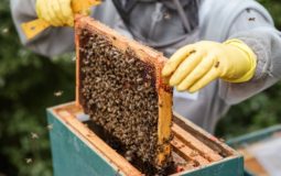 Best Beekeeping Gloves
