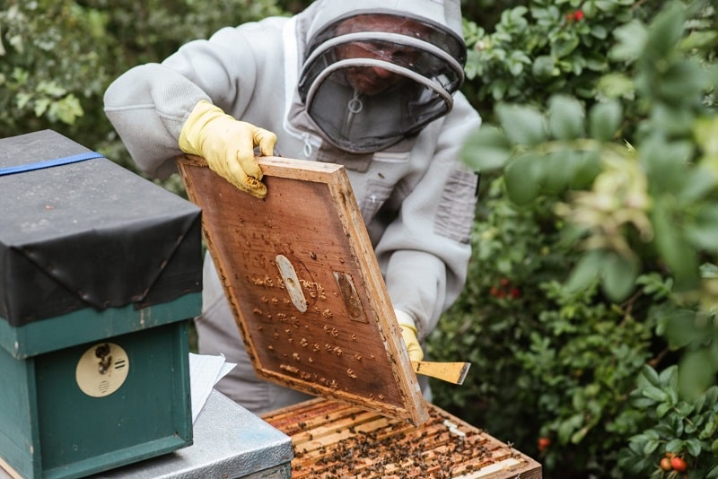 How To Clean Beekeeping Gloves