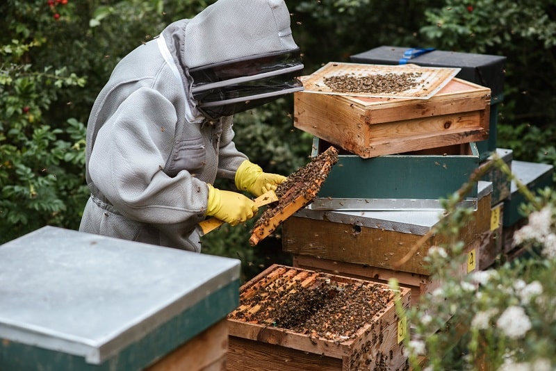 how to wash leather beekeeping gloves