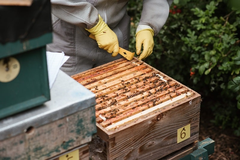 how to wash leather beekeeping gloves