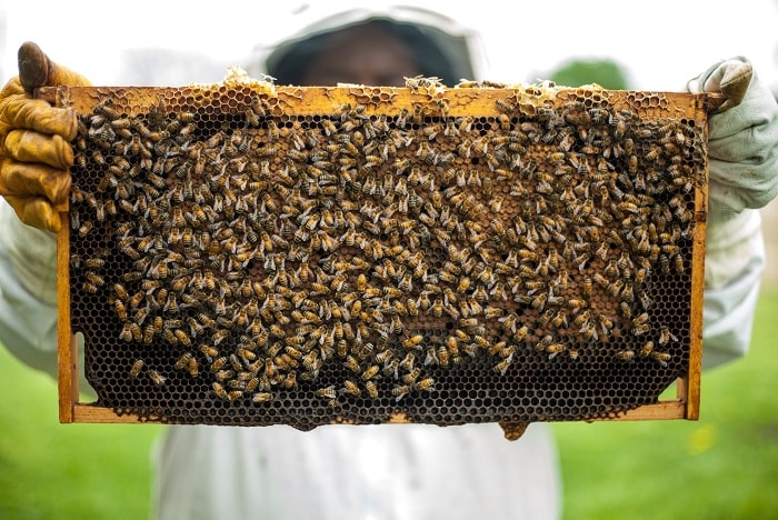 How to Processing Beeswax