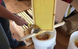 How to Remove Honey From Frames Without Using an Extractor
