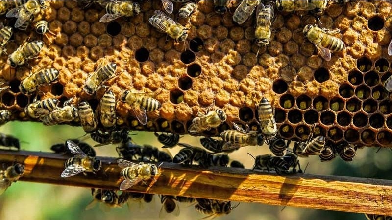 Where does beeswax come from?