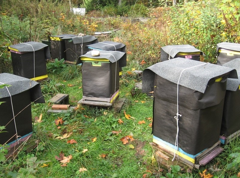 Wrap bee hives in the winter
