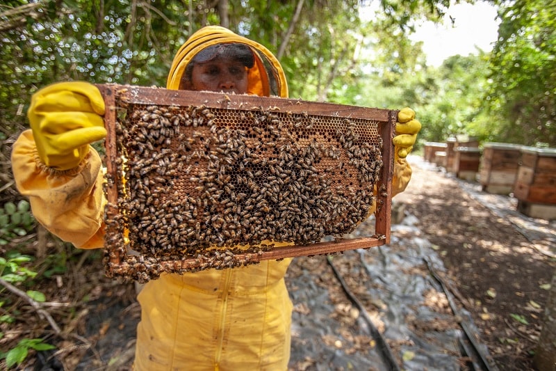 Honey extractor