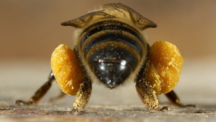 How to Harvest Pollen from Bees