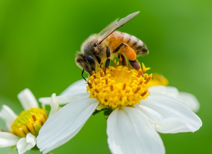 How to Harvest Pollen from Bees