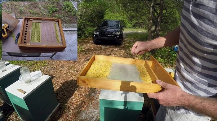 How to Harvest Pollen from Bees