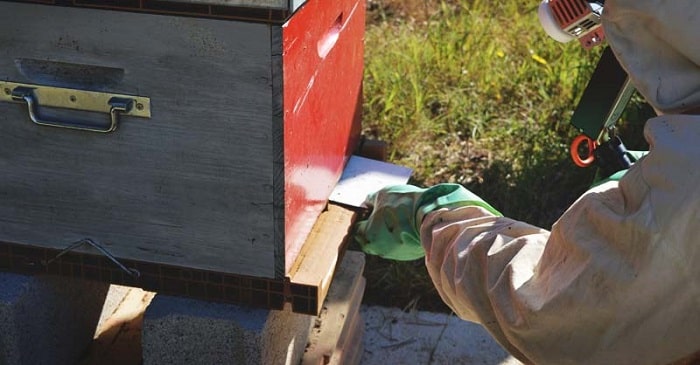 How to Treat Varroa Mite and Save Your Bees
