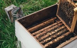 How to Treat Varroa Mite and Save Your Bees