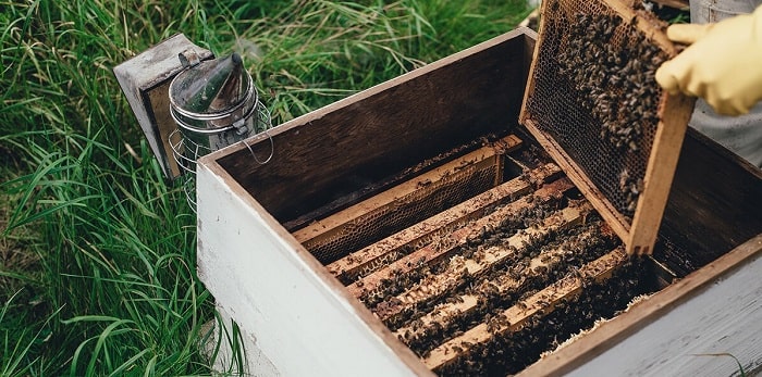 How to Treat Varroa Mite and Save Your Bees