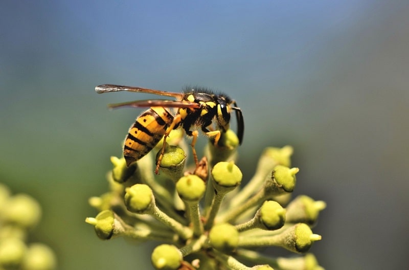 What Are Yellow Jackets