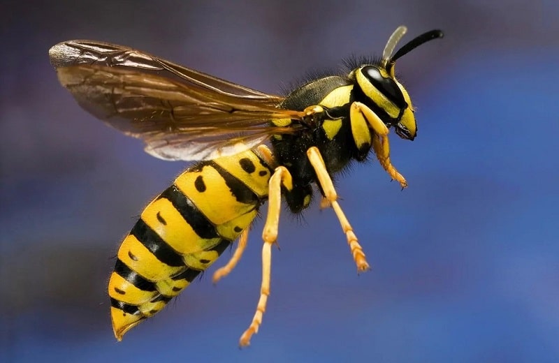 What Are Yellow Jackets