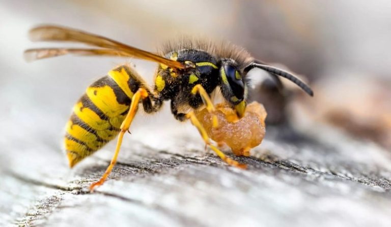 What Are Yellow Jackets? All You Need To Know [UPDATE 2021]