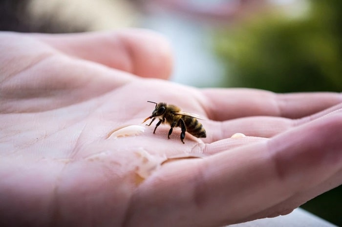 What Causes Bees to Die After Stinging You