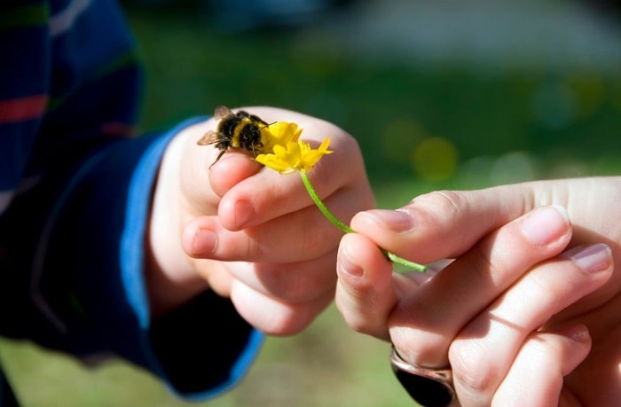 What Causes Bees to Die After Stinging You