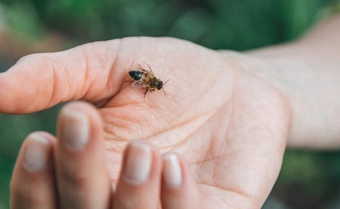 What Causes Bees to Die After Stinging You