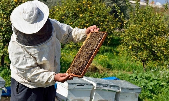 how to get rid of hive beetles in a beehive 2