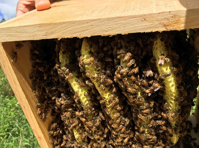 how to get rid of hive beetles in a beehive