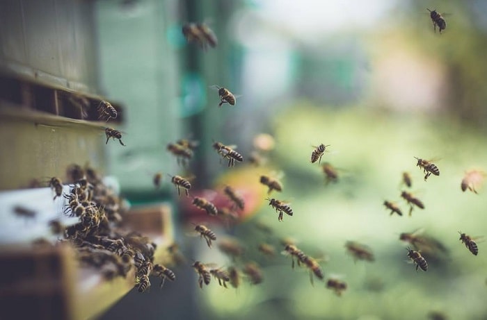 how to get rid of the bees without killing them