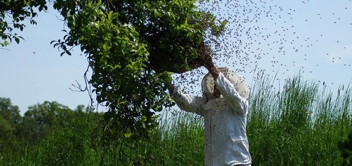 how to get rid of the bees without killing them