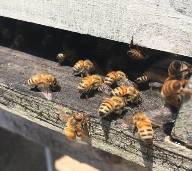 how to use an entrance reducer on a beehive