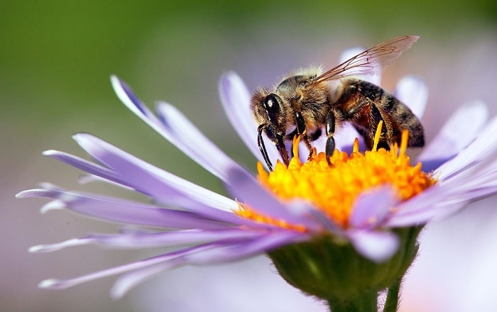 Africanized bees