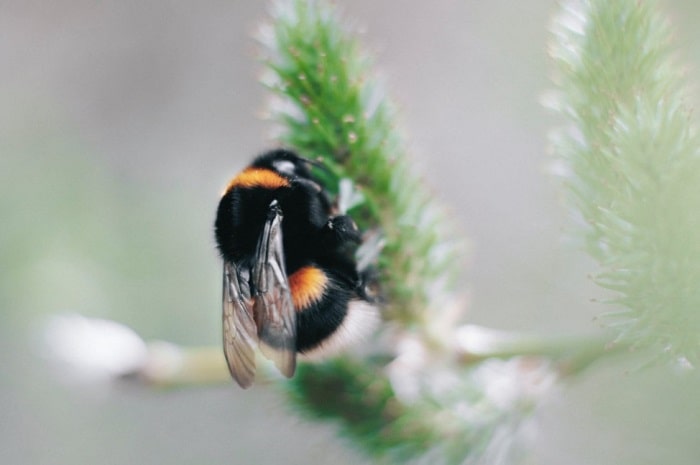 Bumblebees 2