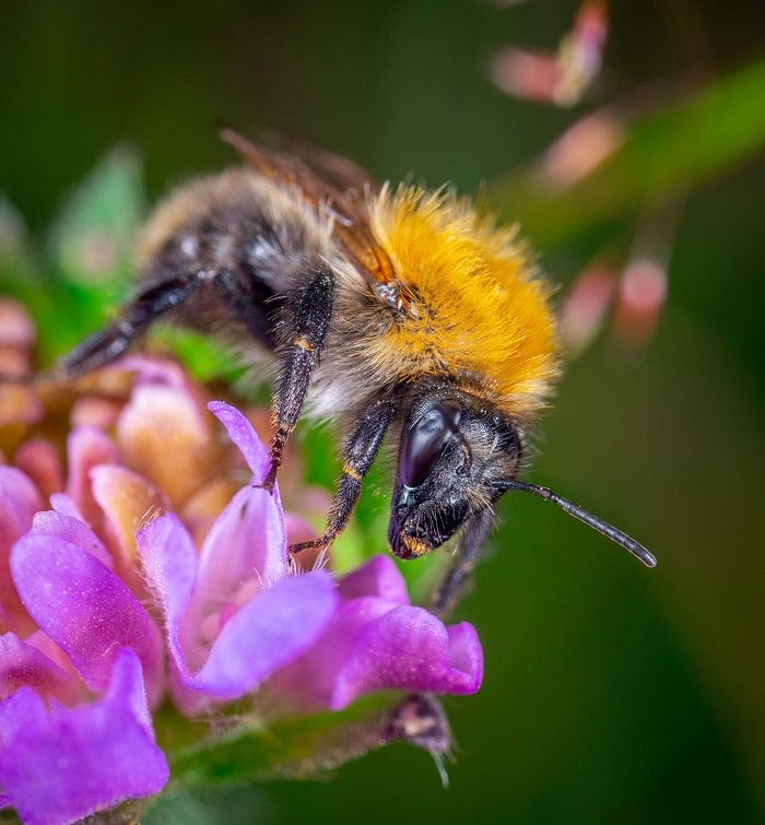 Bumblebees