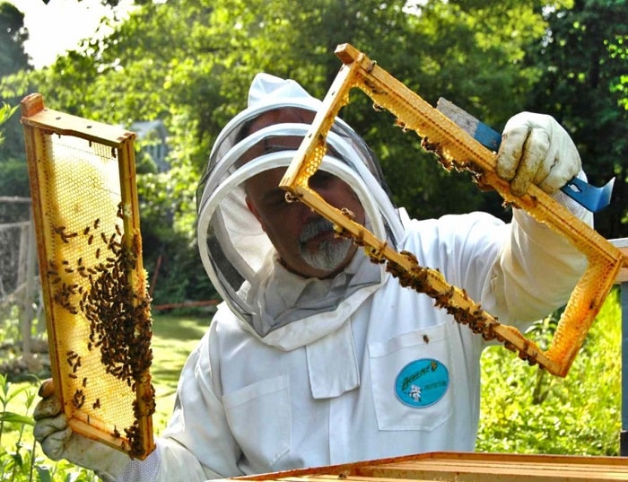 Can you eat honey from a beehive