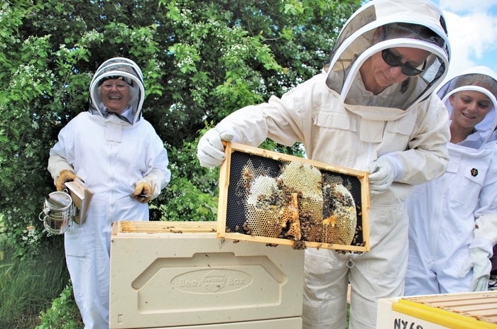 Common Problems with Beekeeping That Every Beekeeper Will Face