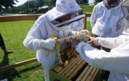 Common Problems with Beekeeping That Every Beekeeper Will Face