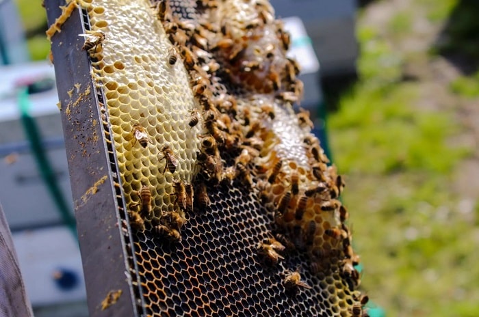 Common Problems with Beekeeping That Every Beekeeper Will Face