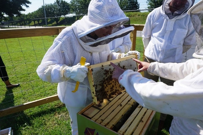 Common Problems with Beekeeping That Every Beekeeper Will Face