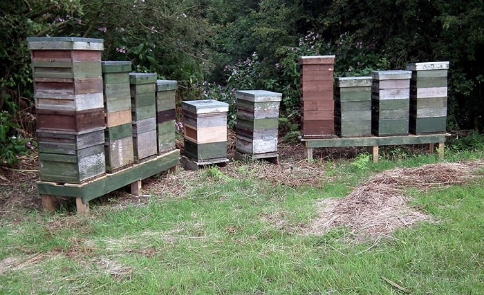 How Close Can You Put Beehives Together