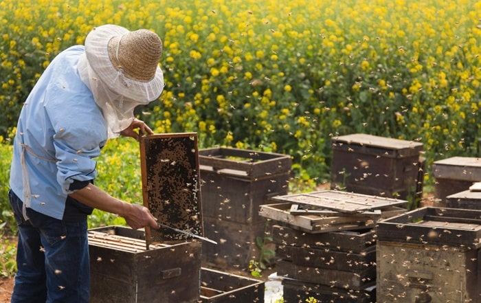 How Close Can You Put Beehives Together