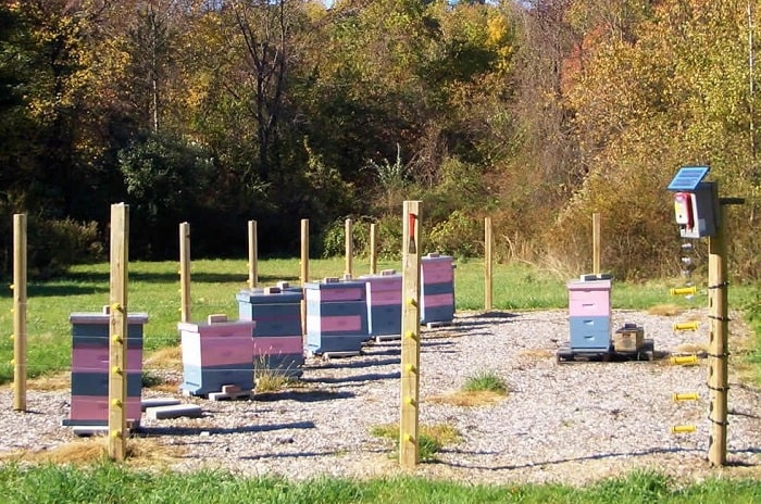 How Close Can You Put Beehives Together