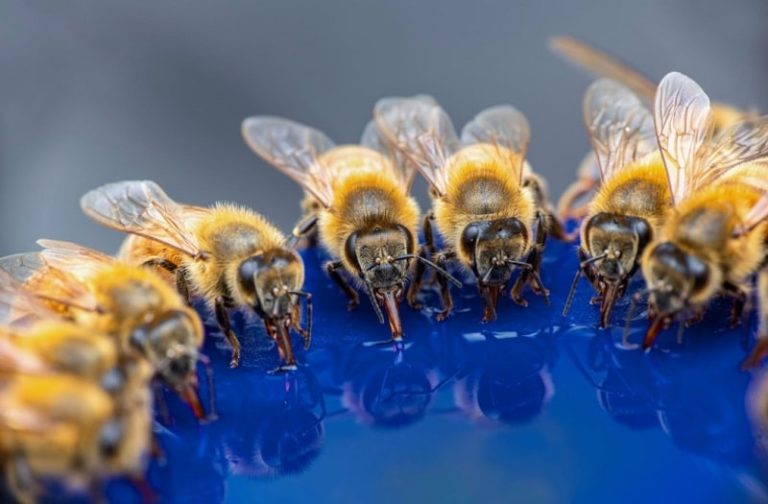 honey bee travel distance
