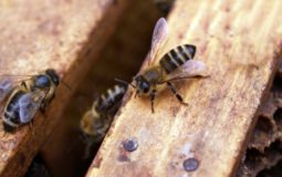 How Far Will Honey Bees Travel From Their Hive