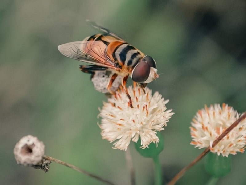 How Far Will Honey Bees Travel From Their Hive