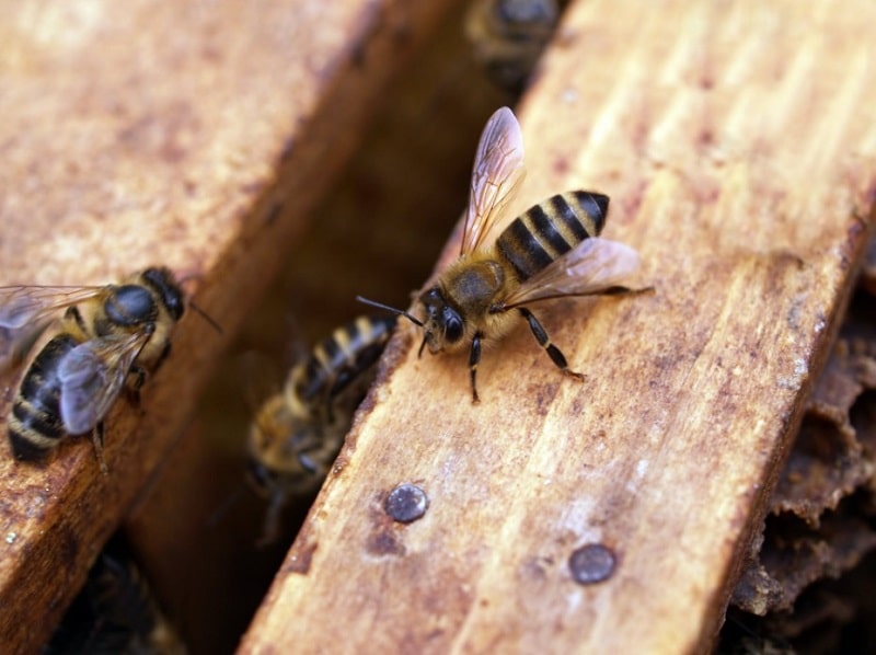 How Far Will Honey Bees Travel From Their Hive