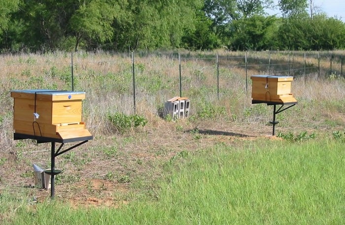How High Should A Beehive Be Off The Ground