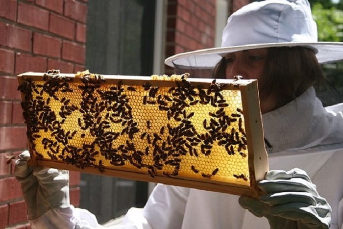 ハイブが生産する蜜蝋の量