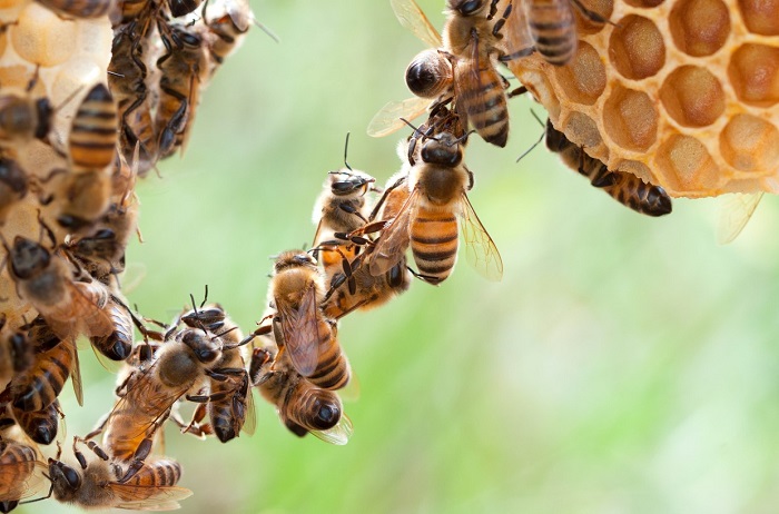 Quanta cera d'api produce un alveare