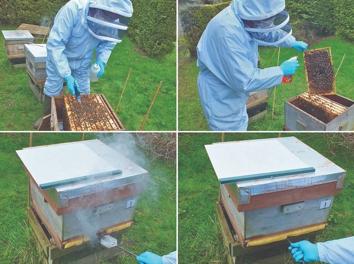 How Much Oxalic Acid Per Hive