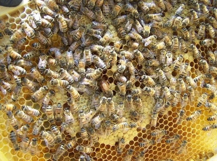 How To Find The Queen Bee